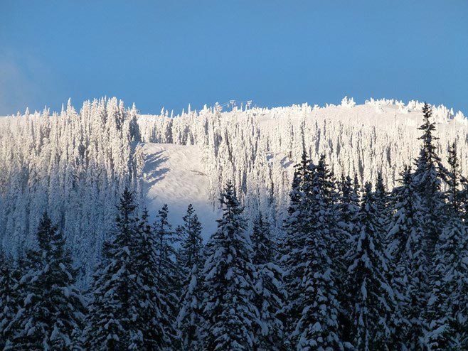 Snowy mountain trees Snowy mountain trees